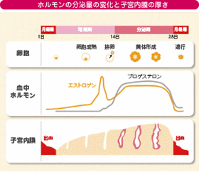 する 膜 厚く 子宮 内