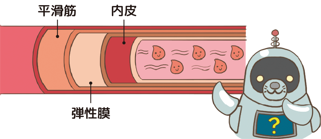 動脈とは？