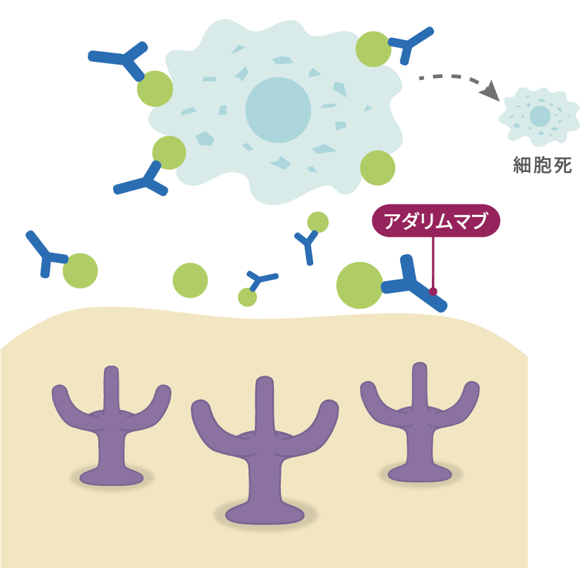 アダリムマブの働き