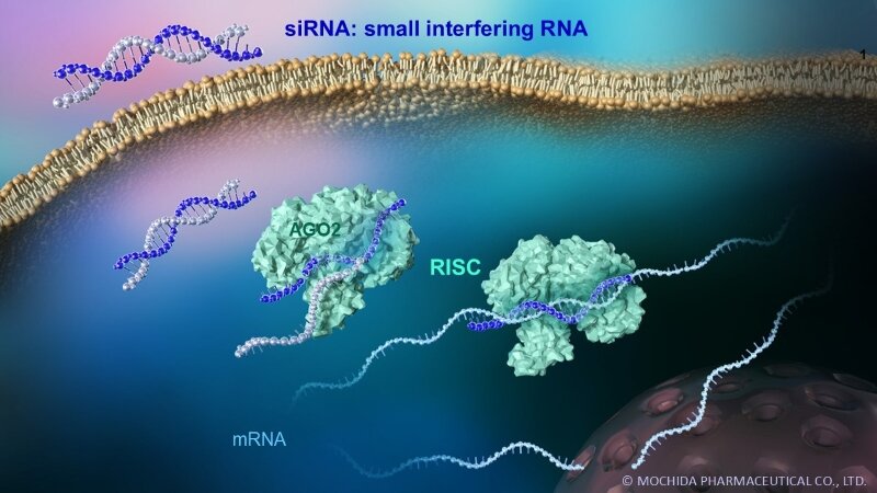 siRNA