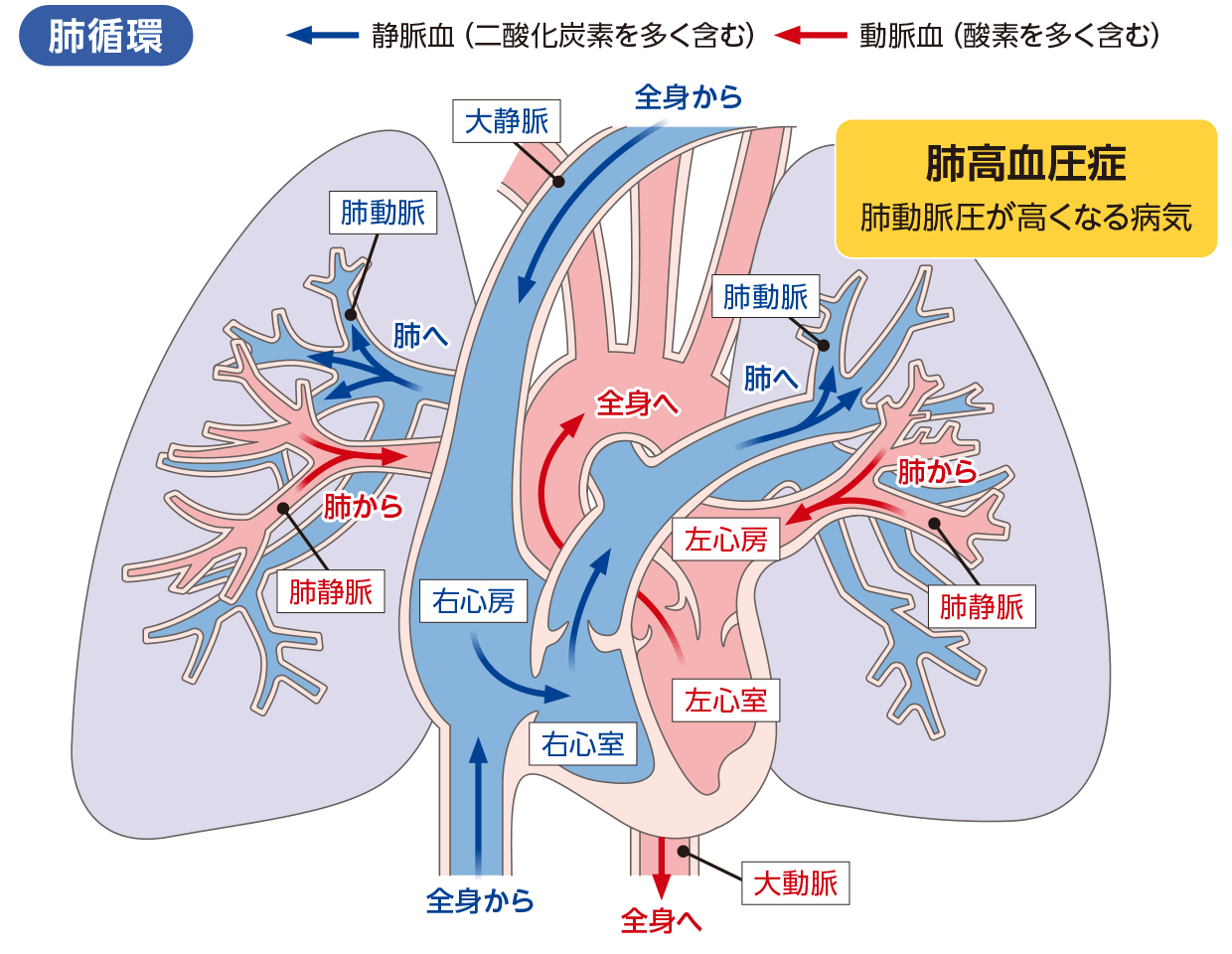 肺循環とは