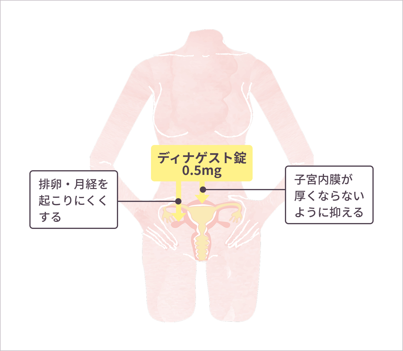 子宮内膜への作用
