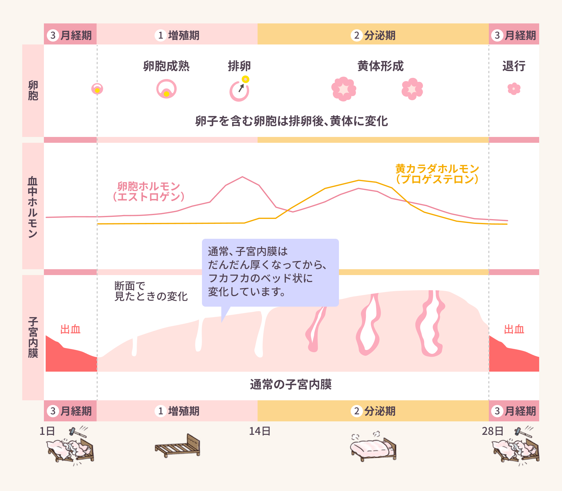 子宮内膜の変化と女性ホルモンの関係