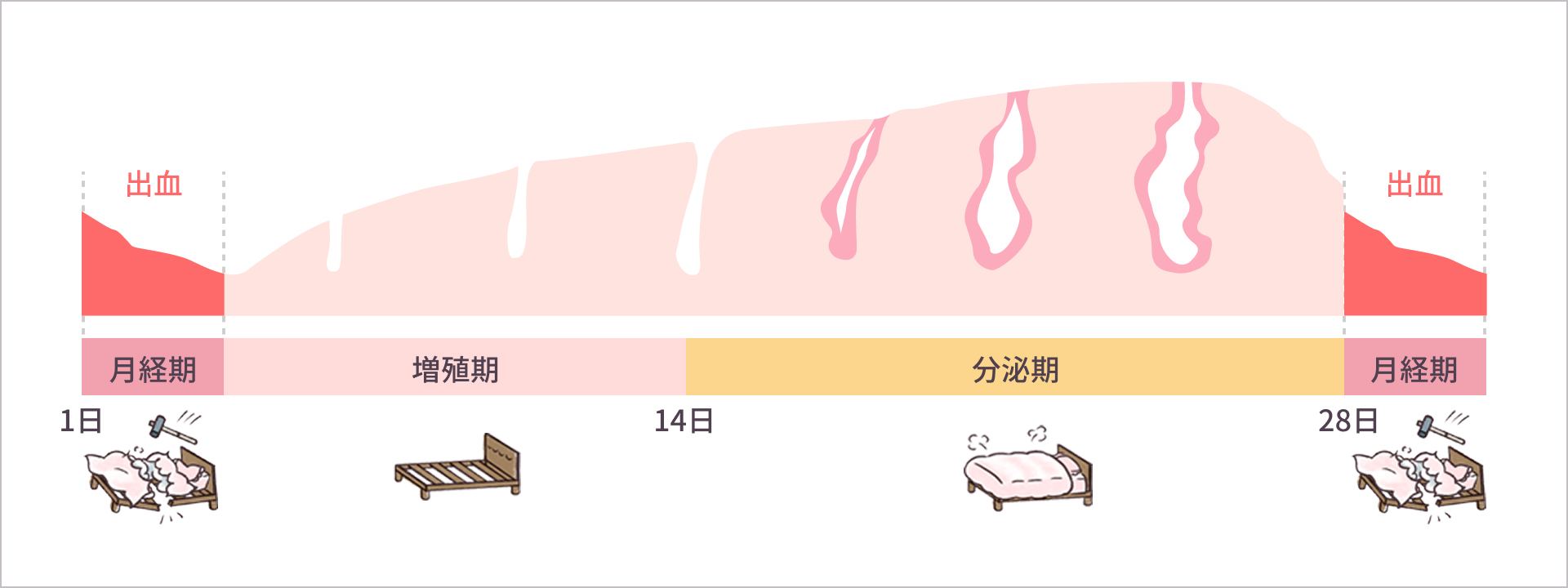通常の子宮内膜