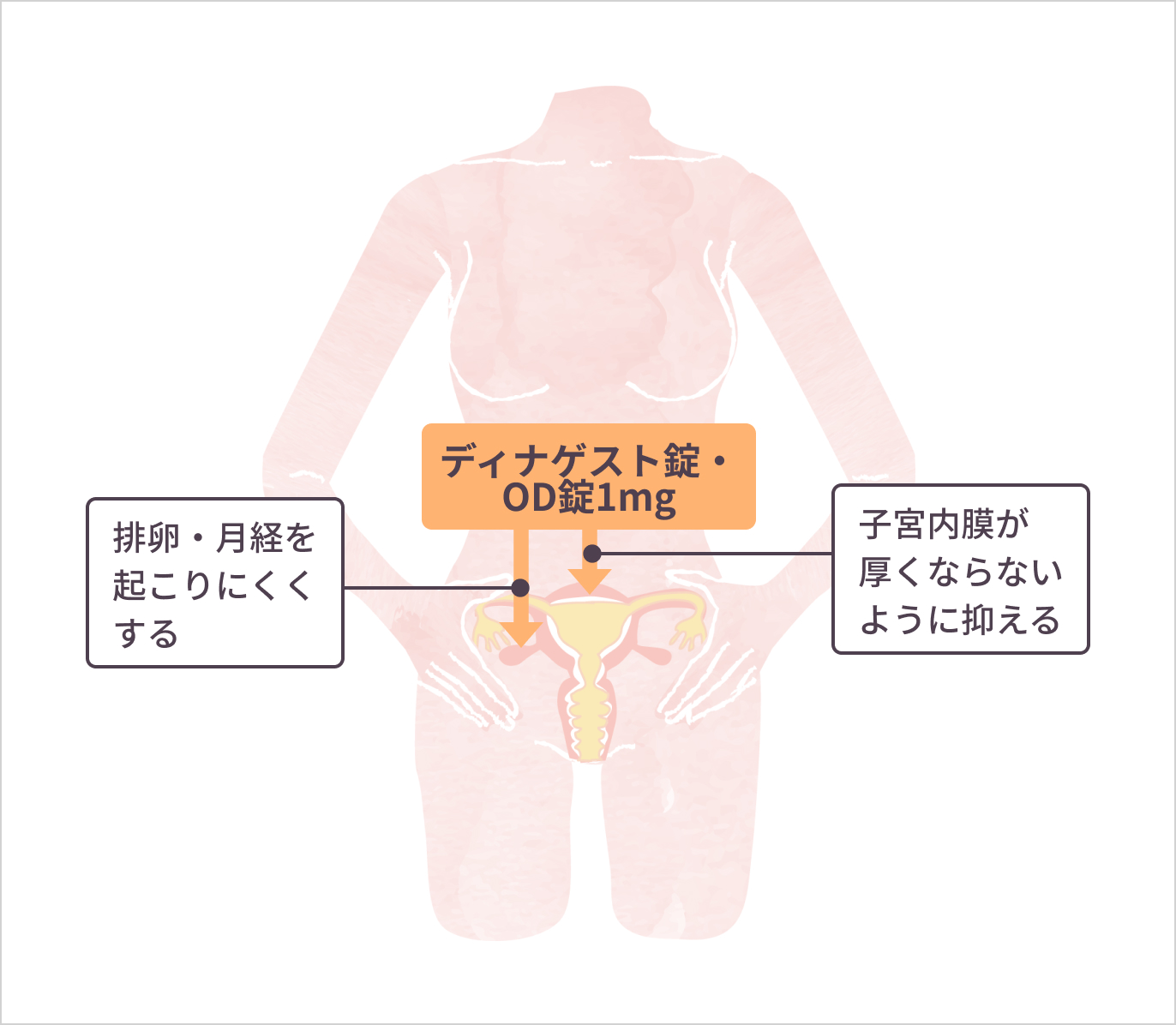 ディナゲスト錠・OD錠1mgの作用