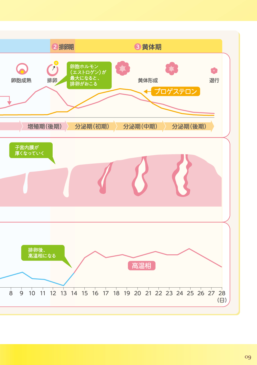 月経（生理）のしくみを知っておこう（2）