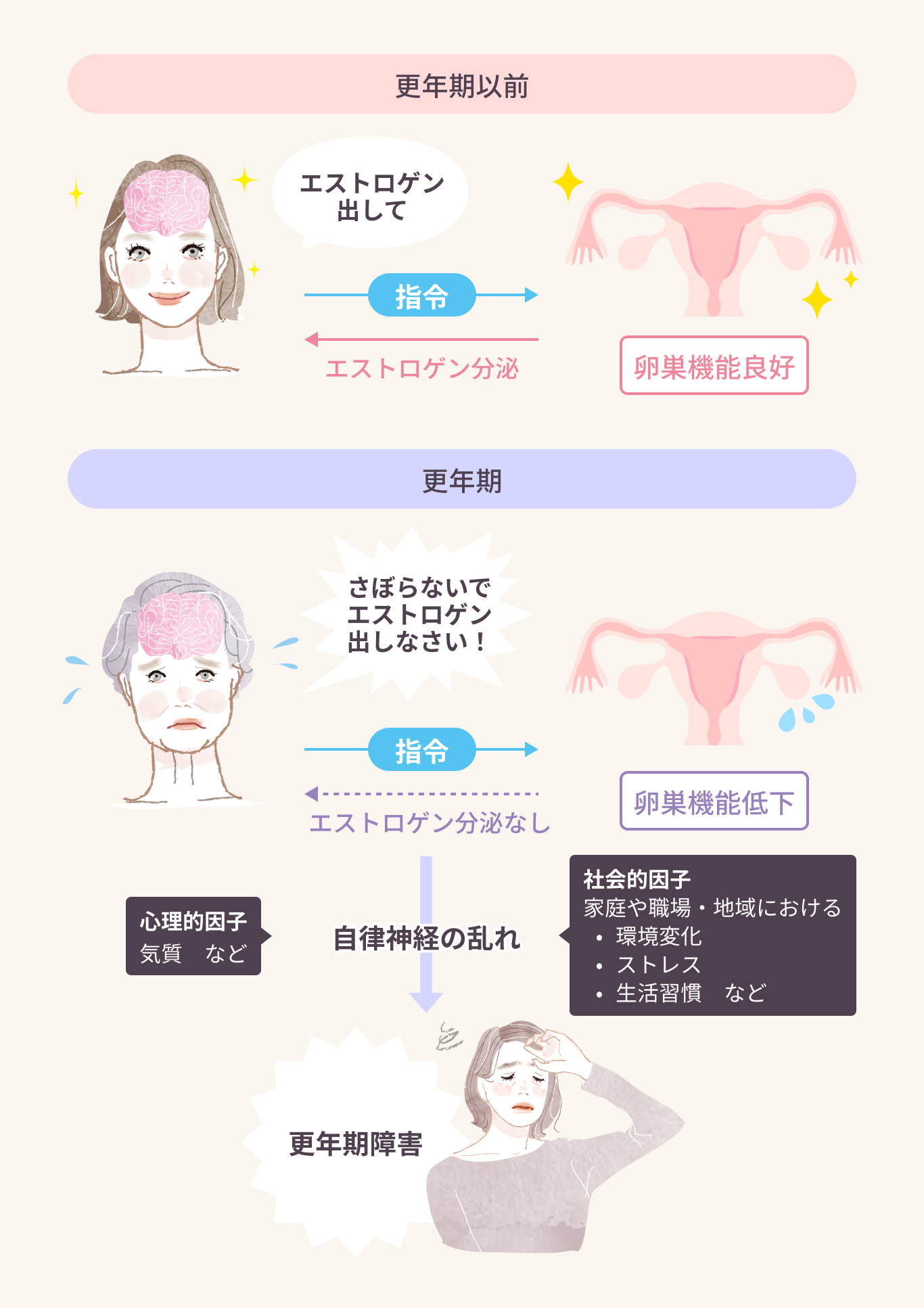 更年期障害がおこるしくみ